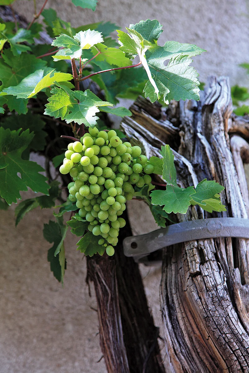 A 400-year-old grapevine