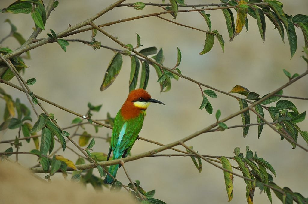 A chestnut headed bee eater