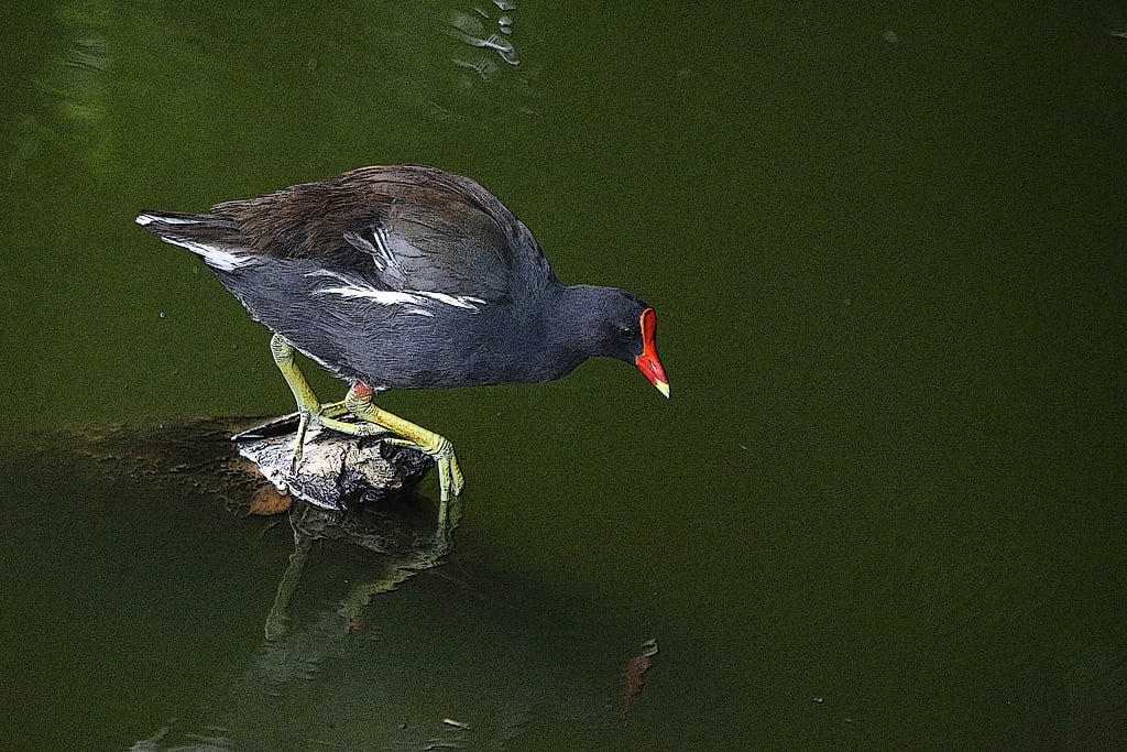 A common moorhen