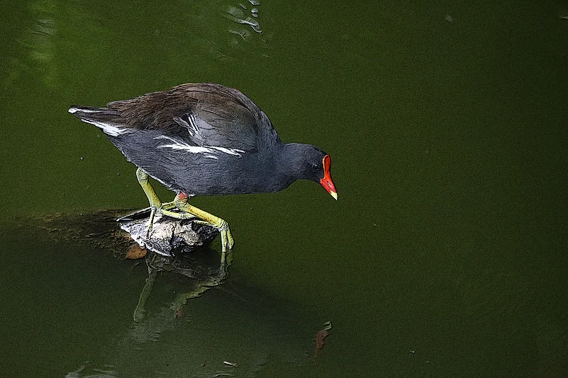 A common moorhen