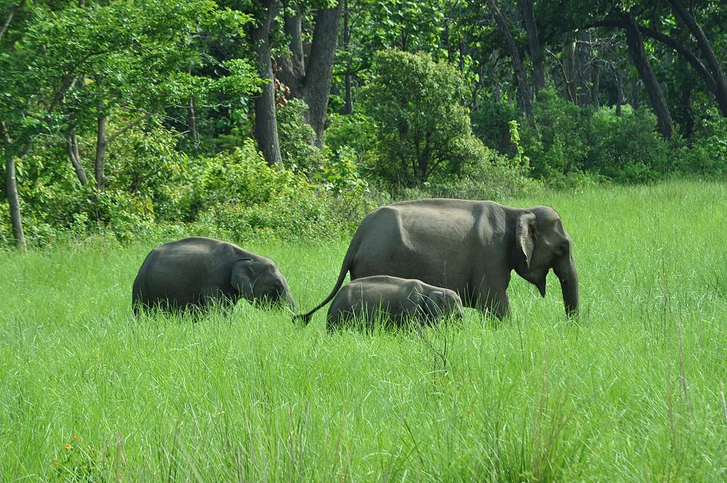 Elephants grazing in Jhirna Corbett