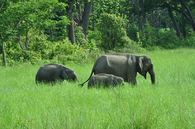 Elephants grazing in Jhirna Corbett