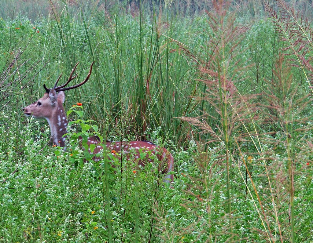 A deer walking past