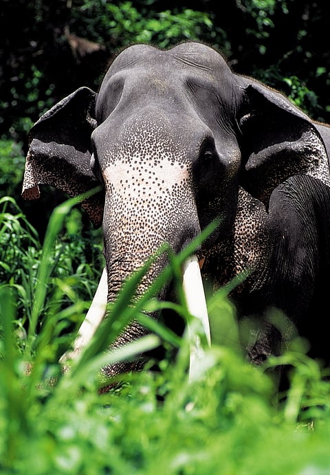 Sri Lankan elephant has been declared an endangered species by the IUCN