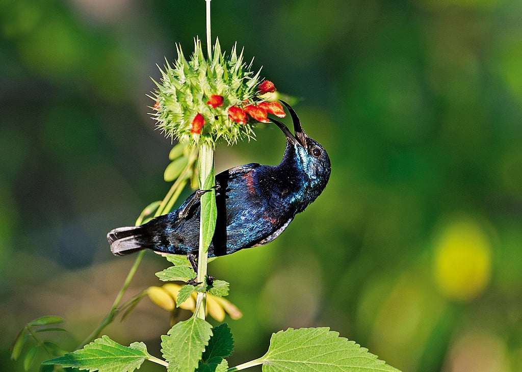 A purple sunbird feeding