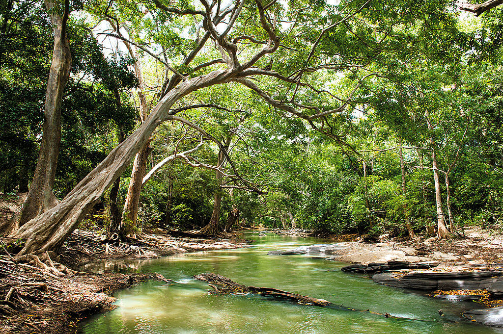 The forests of Sri Lanka have the highest concentration of leopards in the world