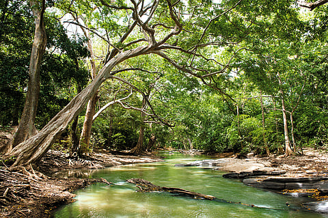 The forests of Sri Lanka have the highest concentration of leopards in the world