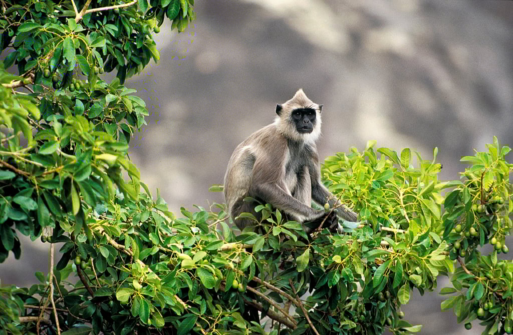 The langur is commonly seen on roadsides waiting for tourists to drop food