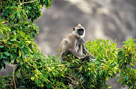 The langur is commonly seen on roadsides waiting for tourists to drop food