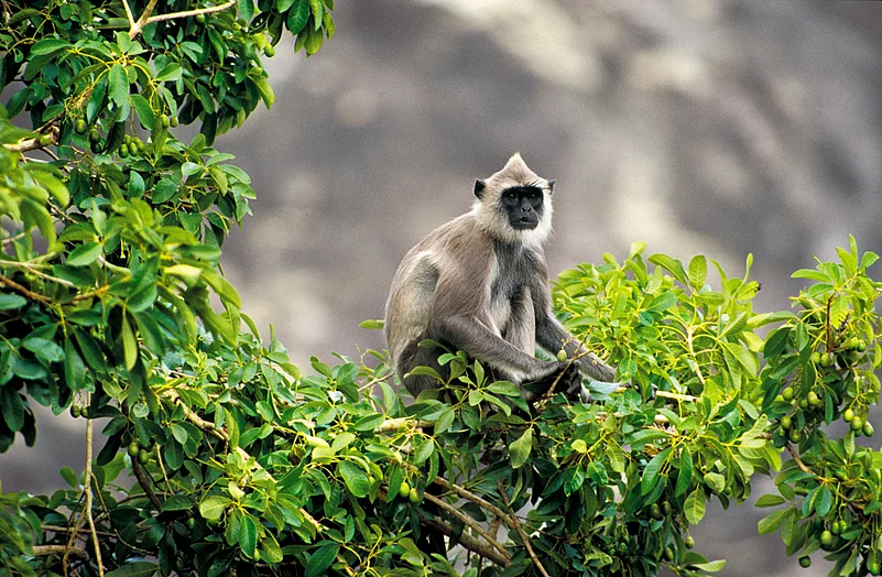 The langur is commonly seen on roadsides waiting for tourists to drop food