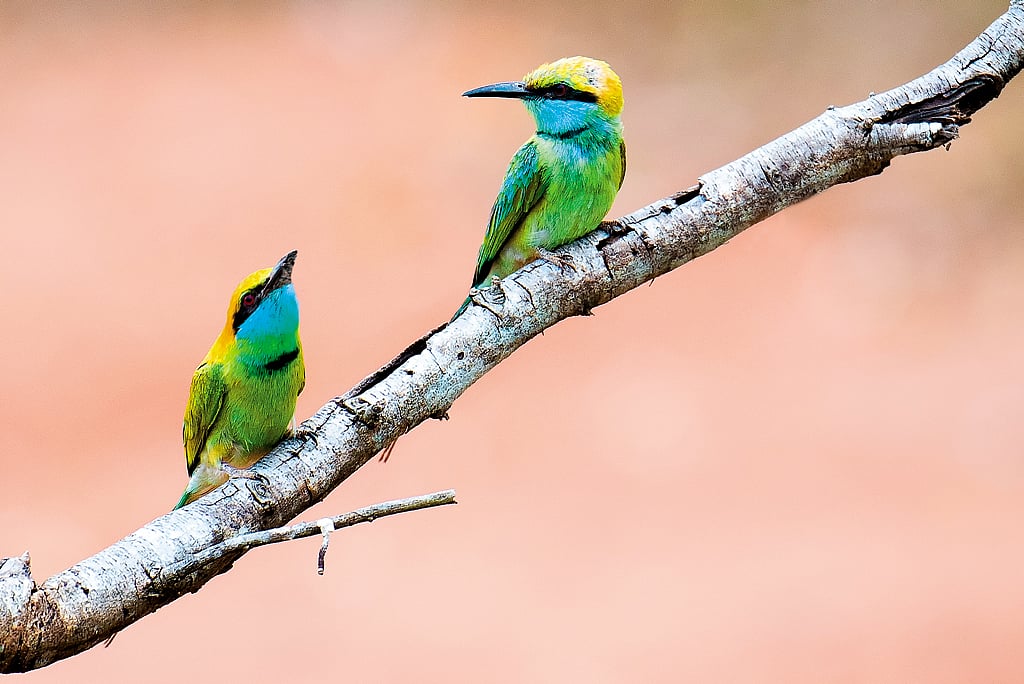 Blue-cheeked green bee-eaters are common here