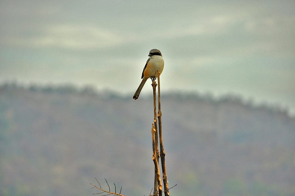 A long tailed shrike sits on a high branch