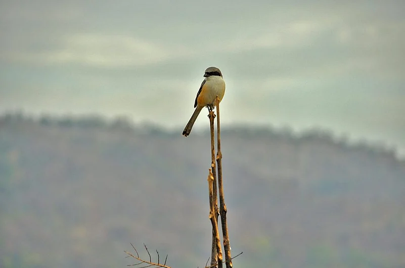 A long tailed shrike sits on a high branch