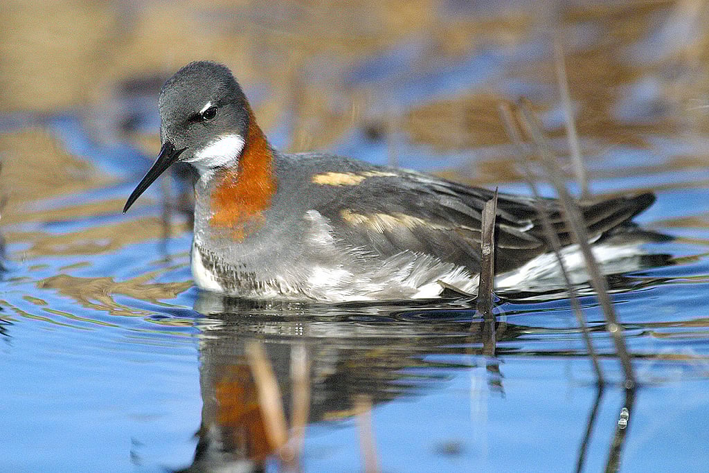 Red necked phalarope