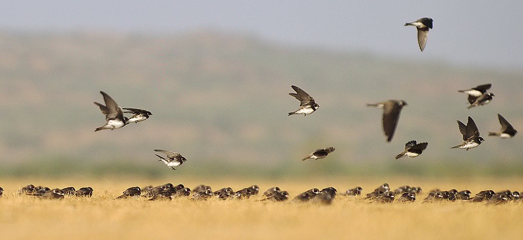 Birds taking flight on a grassland