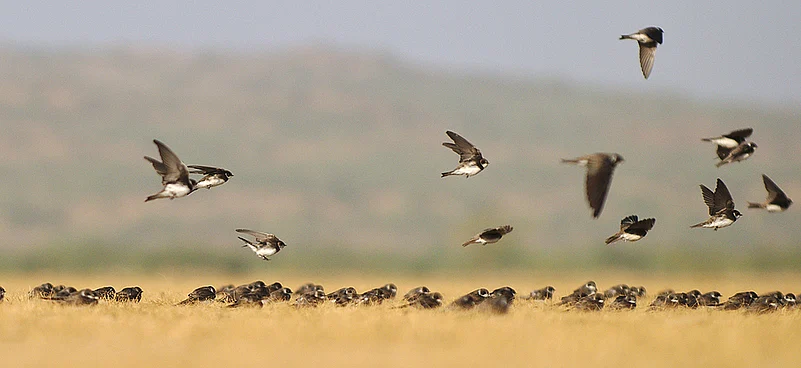 Birds taking flight on a grassland