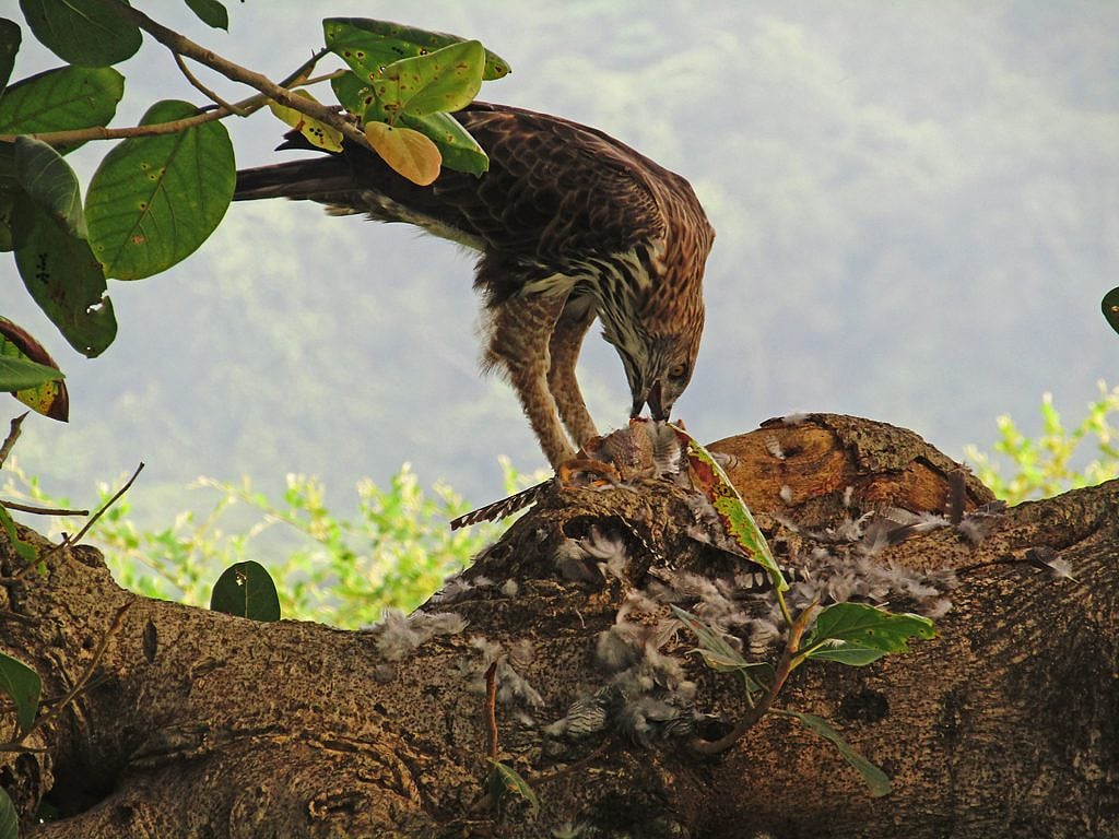 A changeable hawk eagle having a meal