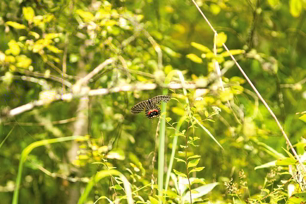 A Bhutan glory butterfly