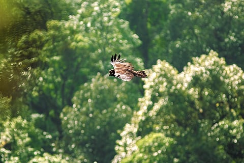 Black Eagle