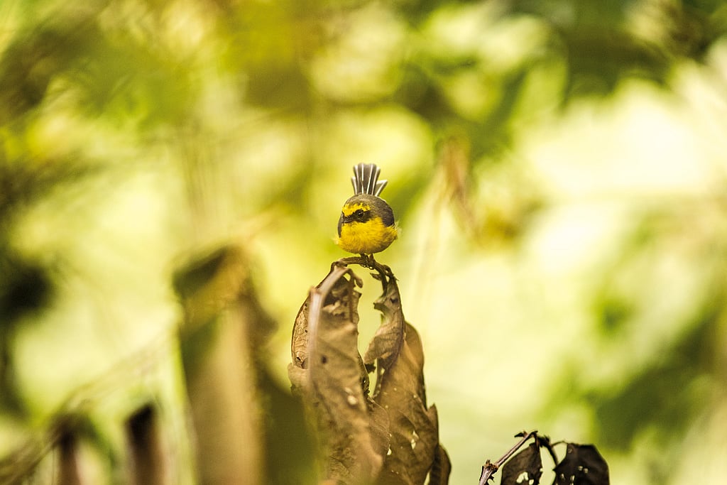 Yellow bellied fantail