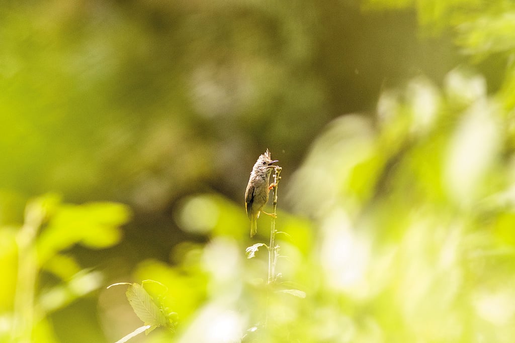 Striated laughing thrush