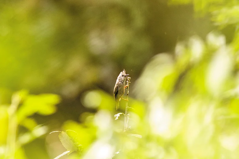 Striated laughing thrush