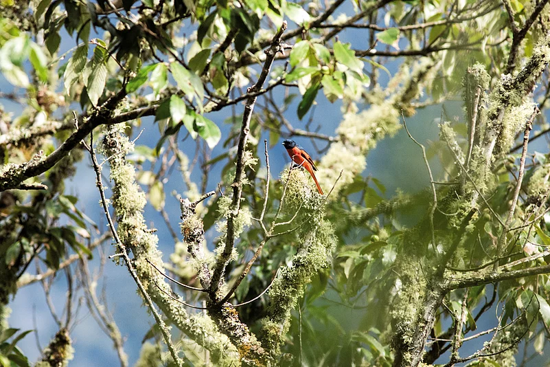 A scarlet minivet perching on a tree