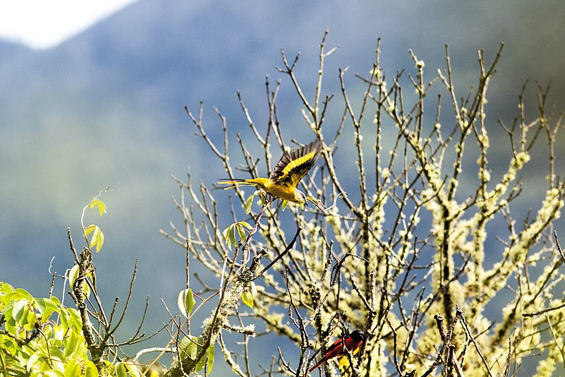 Black naped oriole