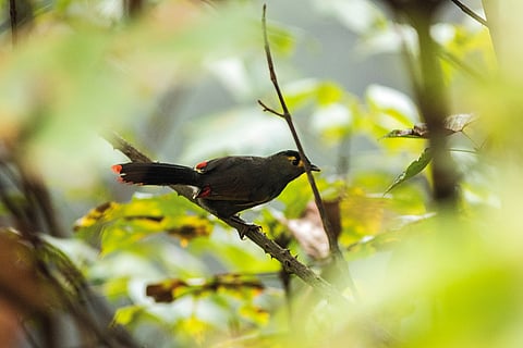 Bugun liocichla
