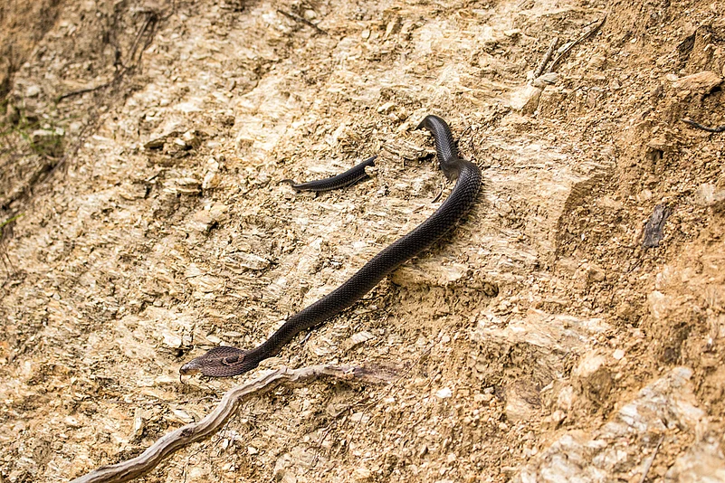 We stopped to witness one of the most magnificent snakes, the monocled cobra, trying to climb a slippery mud wall