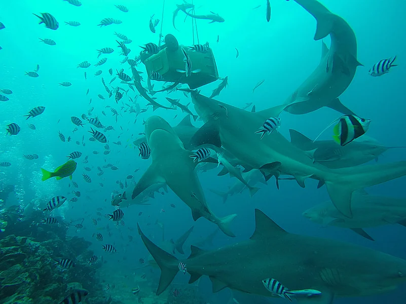 No tourist visa is required for stay upto 120 days in Fiji