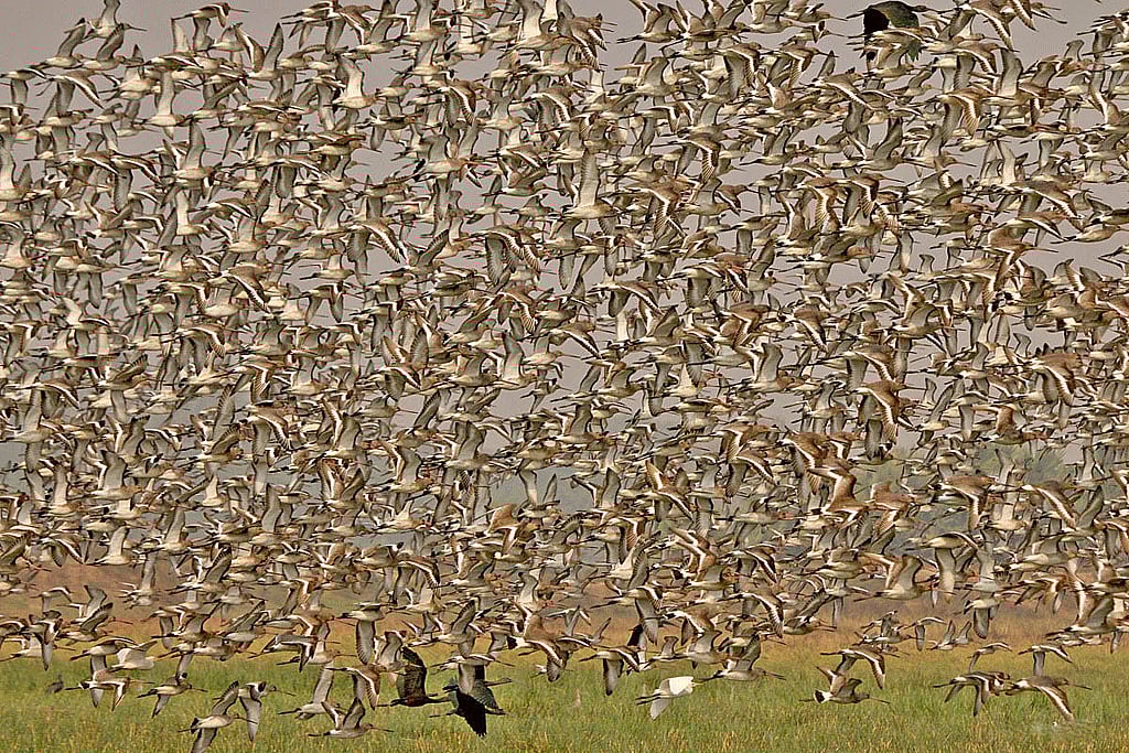 Migratory birds offer added attraction to the wetlands