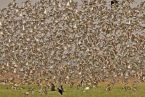 Migratory birds offer added attraction to the wetlands