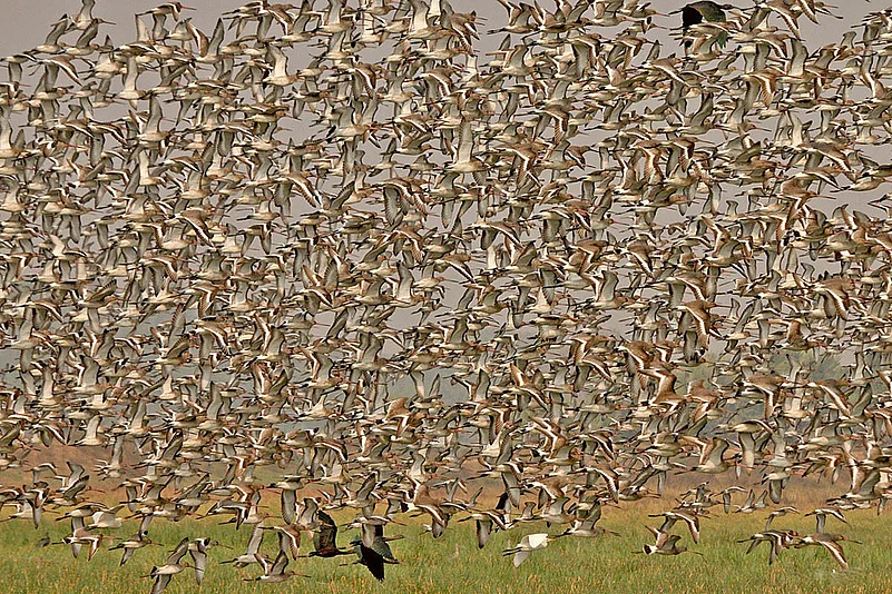 Migratory birds offer added attraction to the wetlands