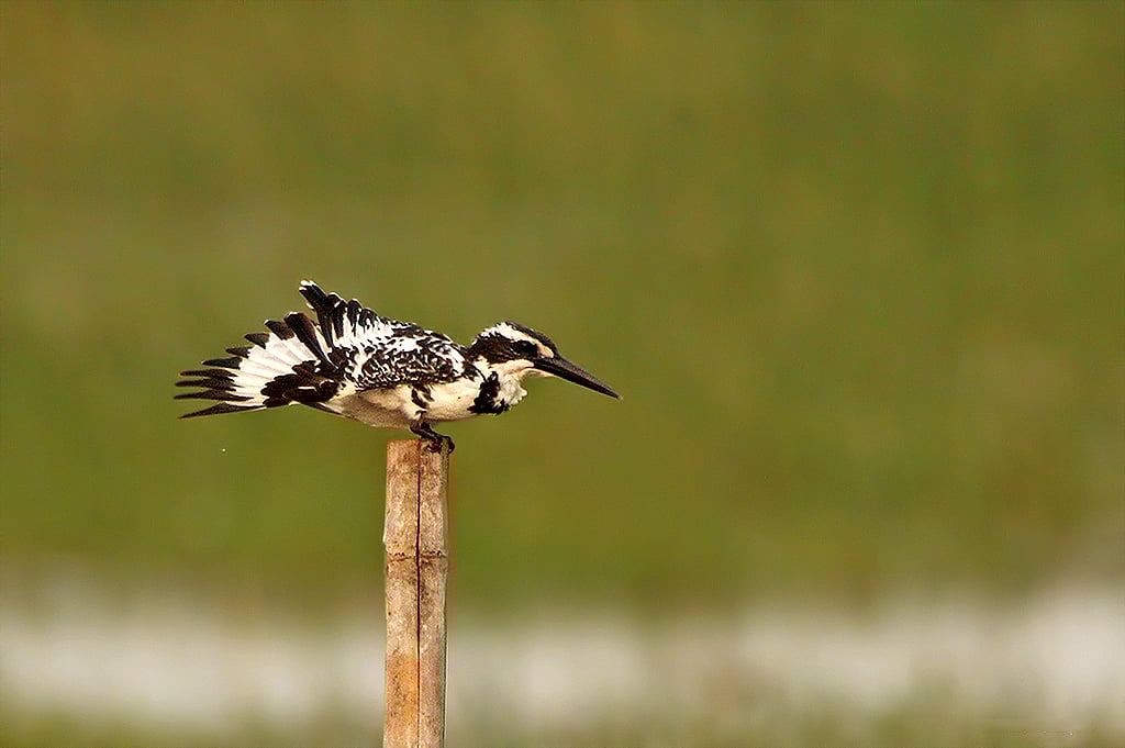 A pied kingfisher perching before a flight