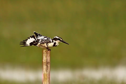 A pied kingfisher perching before a flight