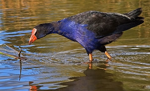 Spot numerous birds at Mangalajodi in Odisha