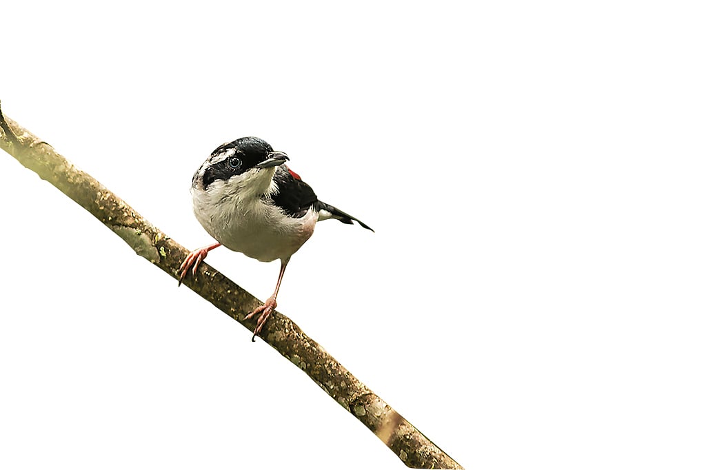 White browed shrike babbler