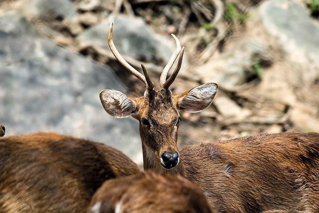 Brow-antlered deer (sangai) are spotted at Keibul Lamjao National Park in Manipur