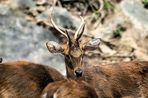 Brow-antlered deer (sangai) are spotted at Keibul Lamjao National Park in Manipur