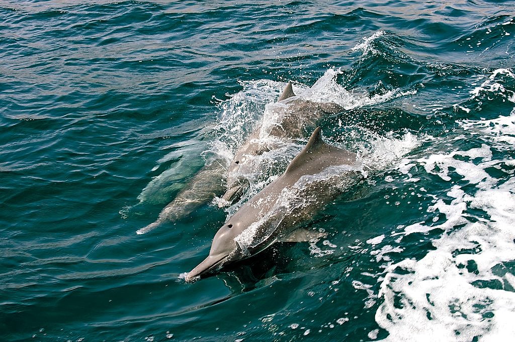 Watch dolphins off the coast in Goa