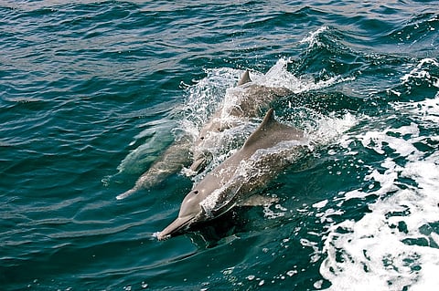 Watch dolphins off the coast in Goa