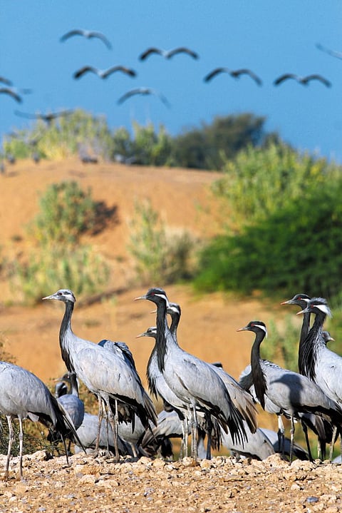 The Eurasian Demoiselle Crane traverses continents to arrive in Khichan for a pitstop