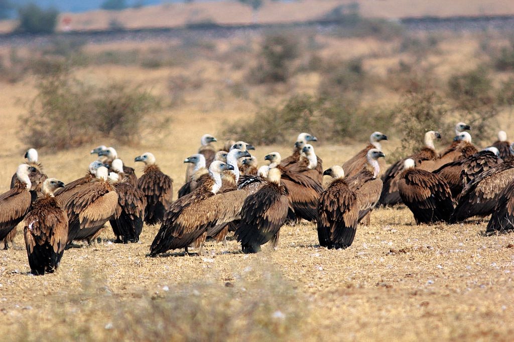 A major step in protecting vultures from diclofenac in Bikaner