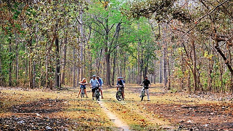 Pench offers scenic cycling trails through buffer forests