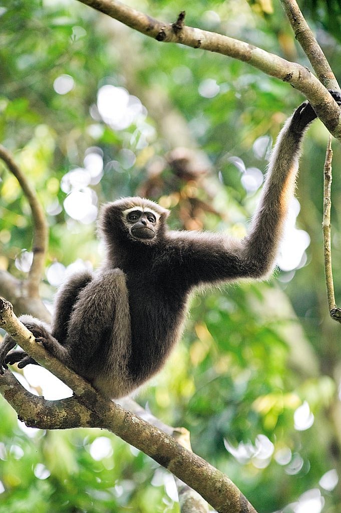 Meet the Hoolock Gibbons in Assam