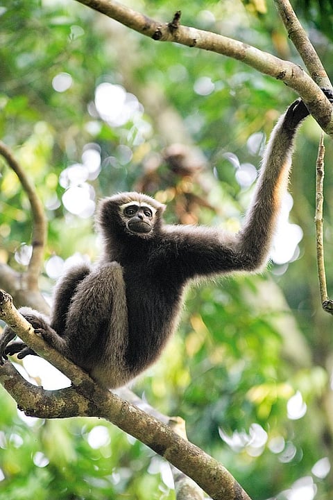 Meet the Hoolock Gibbons in Assam