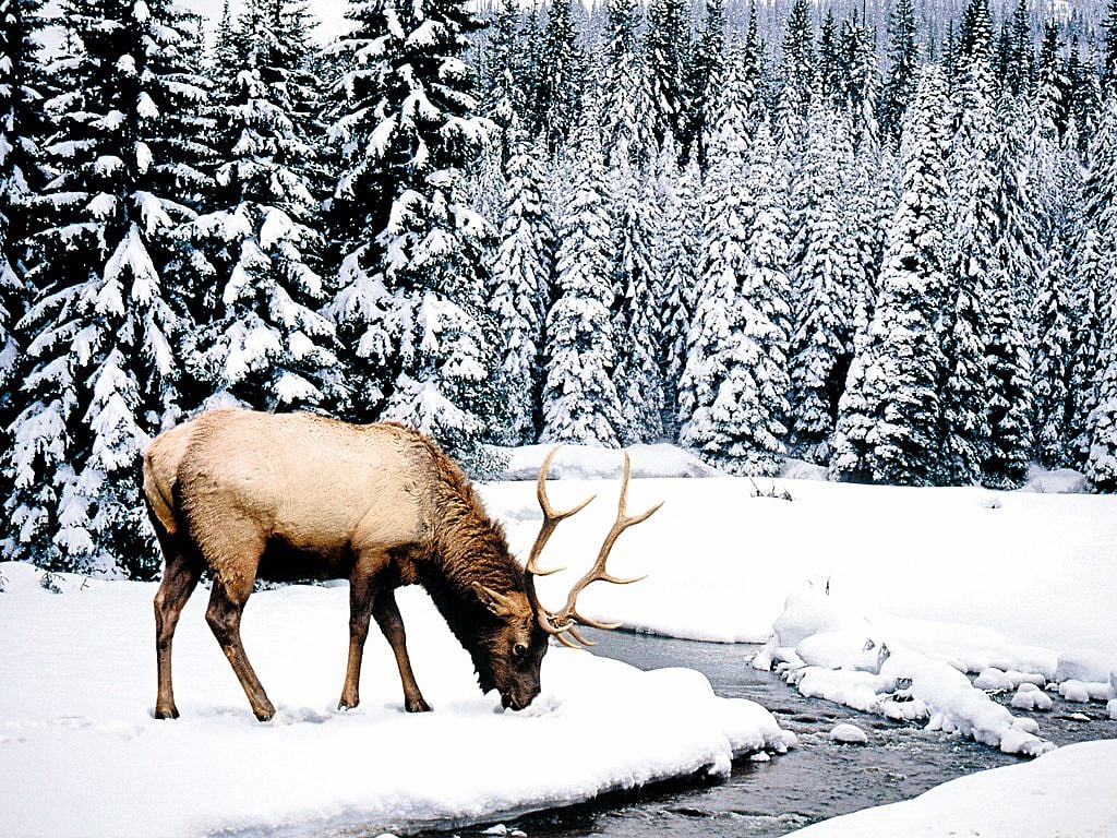 The Kashmir stag is known as Hangul