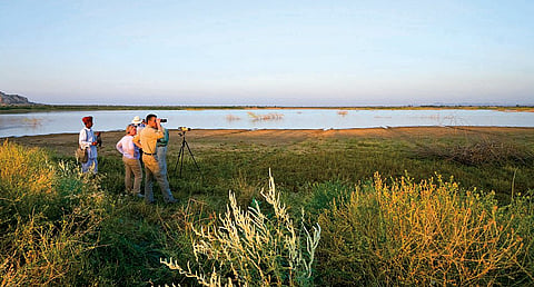 Go birding in Rajasthan