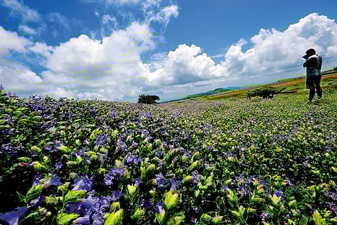 Walk a mong blooming wildflowers in Maharashtra